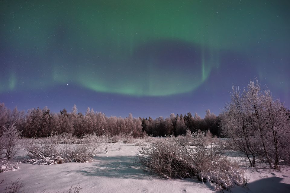 Green aurora arcing over snow-covered birch woods in Finnish Lapland.